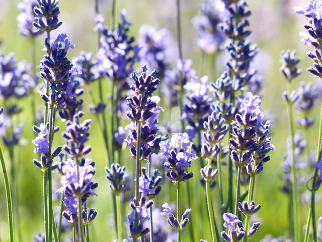 lavender-184002-640