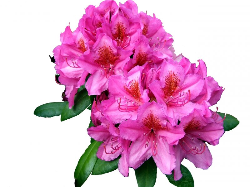 rhodo-achtgr-wit