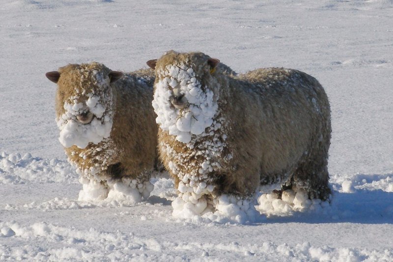 schapen-in-sneeuw